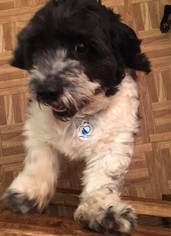 Basset Hound-Havanese Mix Dogs for adoption in Addison, NY, USA