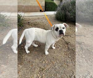 Bulldog-Unknown Mix Dogs for adoption in Riverside, CA, USA