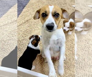 Beagle-Unknown Mix Dogs for adoption in Green Forest, AR, USA