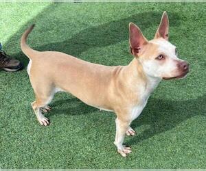 American Pit Bull Terrier-Labrador Retriever Mix Dogs for adoption in Norco, CA, USA
