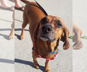 Redbone Coonhound Dogs for adoption in Livonia, MI, USA