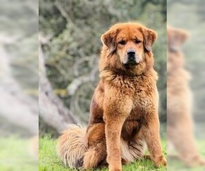 Tibetan Mastiff Dogs for adoption in Salinas, CA, USA