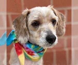 Dachshund-Unknown Mix Dogs for adoption in Arlington, VA, USA