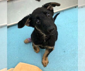 German Shepherd Dog Dogs for adoption in Long Beach, CA, USA
