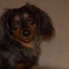 Dachshund Dogs for adoption in bloomington, IL, USA