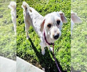 Shih Tzu Dogs for adoption in Camarillo, CA, USA