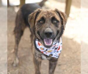 Labrador Retriever-Unknown Mix Dogs for adoption in San Antonio, TX, USA