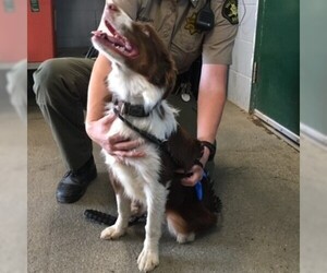 Border Collie Dogs for adoption in Woodland, CA, USA
