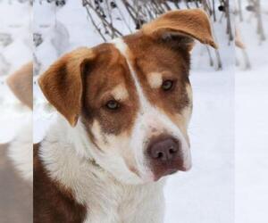 Australian Shepherd-Huskies  Mix Dogs for adoption in Nashville, IN, USA