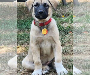 Bullmastiff-Unknown Mix Dogs for adoption in Bellingham, WA, USA