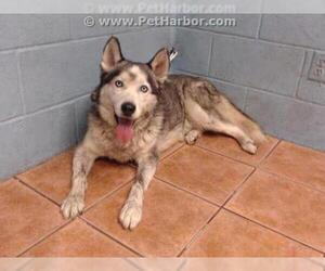 Siberian Husky Dogs for adoption in Downey, CA, USA
