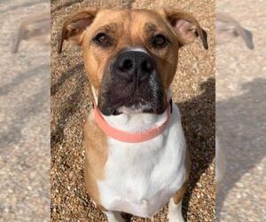 Boxer Dogs for adoption in Virginia Beach, VA, USA