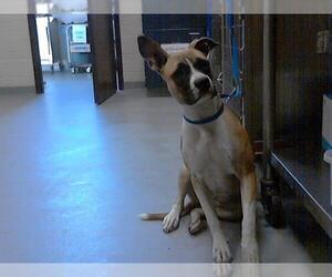 Boxer-Unknown Mix Dogs for adoption in Fayetteville, NC, USA