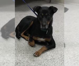 Labrador Retriever-Unknown Mix Dogs for adoption in Conroe, TX, USA