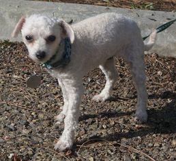 Medium Photo #1 Poodle (Toy)-Unknown Mix Puppy For Sale in San Diego, CA, USA