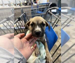 Labrador Retriever Dogs for adoption in Tallahassee, FL, USA