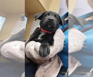 American Pit Bull Terrier-Unknown Mix Dogs for adoption in Corpus Christi, TX, USA