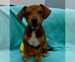 Dachshund-Unknown Mix Dogs for adoption in Weston, FL, USA
