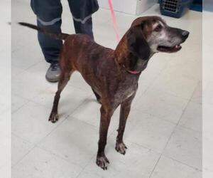 Plott Hound Dogs for adoption in Dellslow, WV, USA