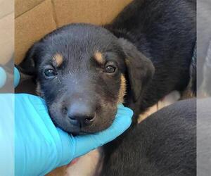 German Shepherd Dog Dogs for adoption in San Antonio, TX, USA