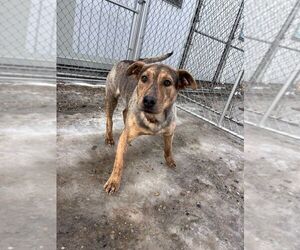 Mutt Dogs for adoption in Calgary, Alberta, Canada