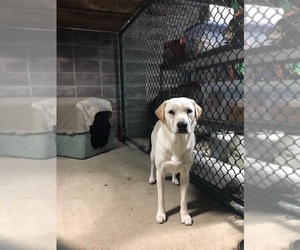 Mutt Dogs for adoption in Orange Beach, AL, USA