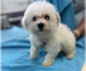 Bichon Frise Dogs for adoption in Lakewood, CO, USA