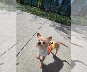 Mutt Dogs for adoption in Fremont, CA, USA