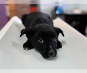Border Collie-Unknown Mix Dogs for adoption in Raleigh, NC, USA
