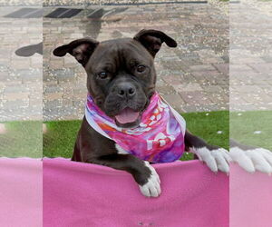 Bulldog-Unknown Mix Dogs for adoption in Spring Lake, NJ, USA