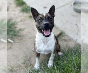 Staffordshire Bull Terrier-Unknown Mix Dogs for adoption in Modesto, CA, USA