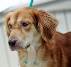 Golden Irish Dogs for adoption in Yardley, PA, USA