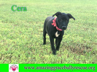 Medium Photo #1 Labrador Retriever-Unknown Mix Puppy For Sale in Pensacola, FL, USA