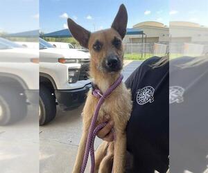 Mutt Dogs for adoption in Pasadena, TX, USA