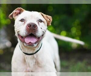 American Pit Bull Terrier-Unknown Mix Dogs for adoption in Tavares, FL, USA