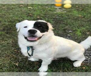 Medium Photo #1 English Setter-Labrador Retriever Mix Puppy For Sale in Easton, MD, USA