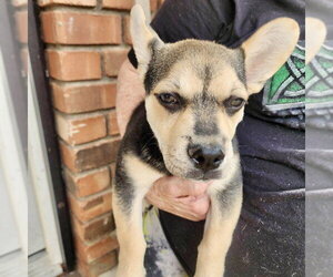 French Bullhuahua Dogs for adoption in Mesa, AZ, USA