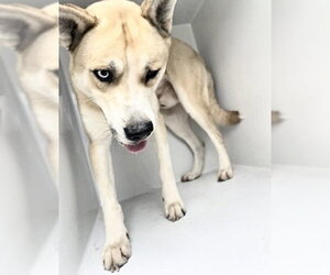 Gerberian Shepsky Dogs for adoption in Houston, TX, USA