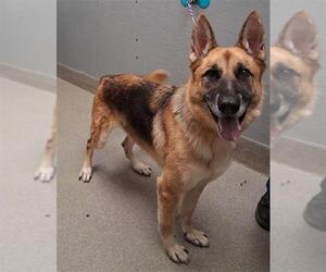 German Shepherd Dog-Unknown Mix Dogs for adoption in Las Vegas, NV, USA