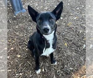 Border Collie-Unknown Mix Dogs for adoption in Visalia, CA, USA