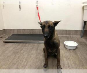 Mutt Dogs for adoption in Pasadena, CA, USA