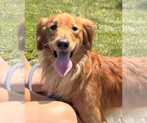 Golden Retriever-Unknown Mix Dogs for adoption in Rustburg, VA, USA