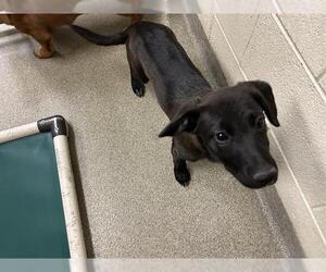 Labrador Retriever-Unknown Mix Dogs for adoption in West Valley, UT, USA