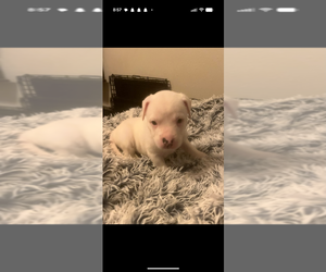 Mutt Dogs for adoption in garner, NC, USA