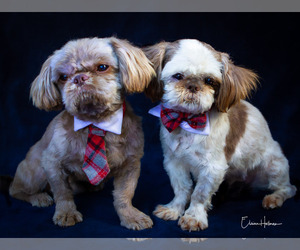 Shih Tzu Dogs for adoption in Phelan, CA, USA