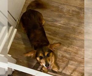 Dorgi Dogs for adoption in Scottsboro, AL, USA