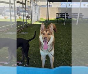 Gerberian Shepsky Dogs for adoption in Downey, CA, USA