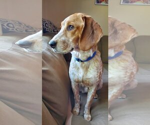 Coonhound Dogs for adoption in Westmont, IL, USA
