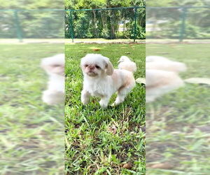 Shih Tzu Dogs for adoption in Weston, FL, USA