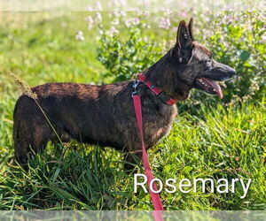 German Shepherd Dog-Unknown Mix Dogs for adoption in McKinleyville, CA, USA
